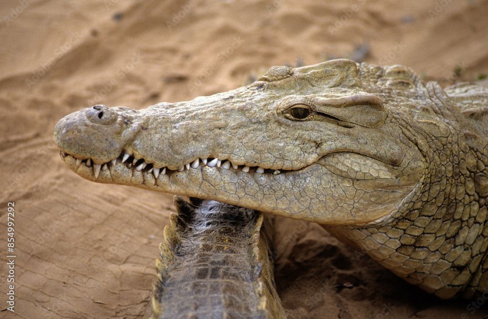 Fototapeta premium Crocodile du nil; Crocodylus niloticus, Afrique