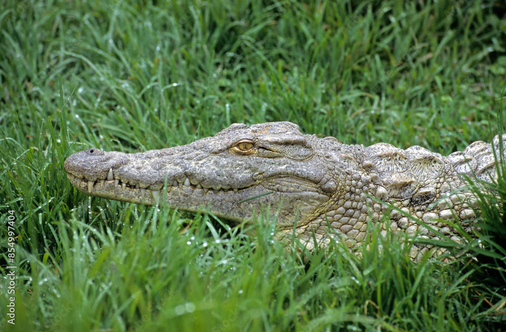 Fototapeta premium Crocodile du nil; Crocodylus niloticus, Afrique