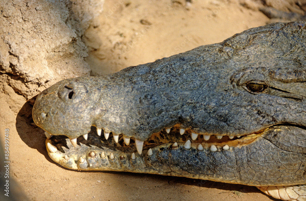 Fototapeta premium Crocodile du nil; Crocodylus niloticus, Afrique