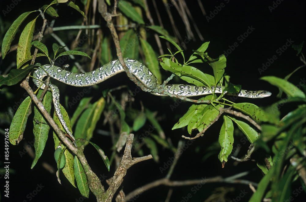 Boa arboricole; sanzinia madagascariensis; Madagascar Boa arboricole; sanzinia madagascariensis; Madagascar