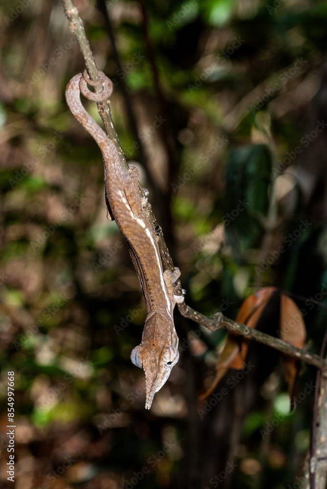 Fototapeta premium Caméléon épée, Calumma gallus, Madagascar