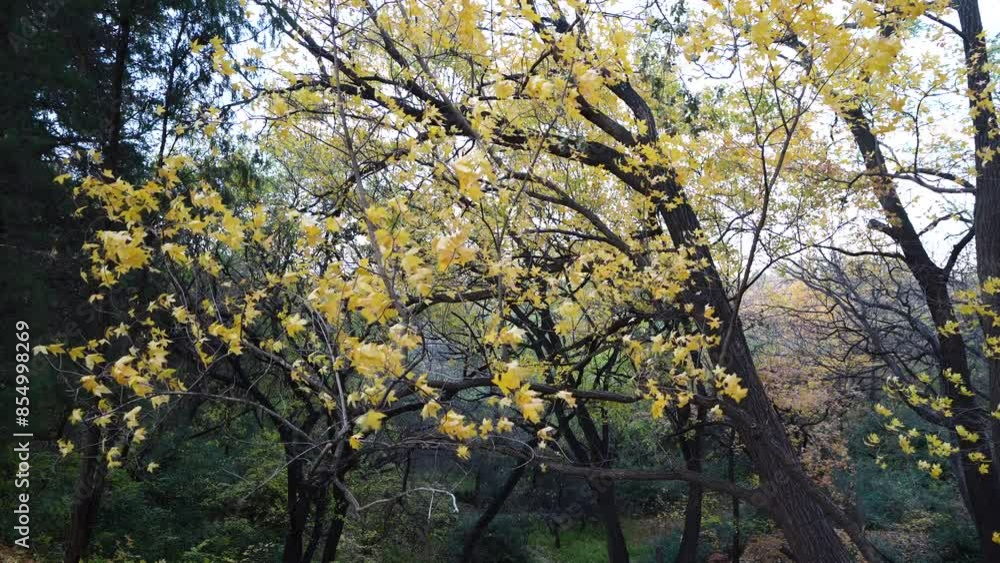 Yellow leaves of Beishan Mountain in Summer Palace in Beijing flutter in the breeze Yellow leaves of Beishan Mountain in Summer Palace in Beijing flutter in the breeze