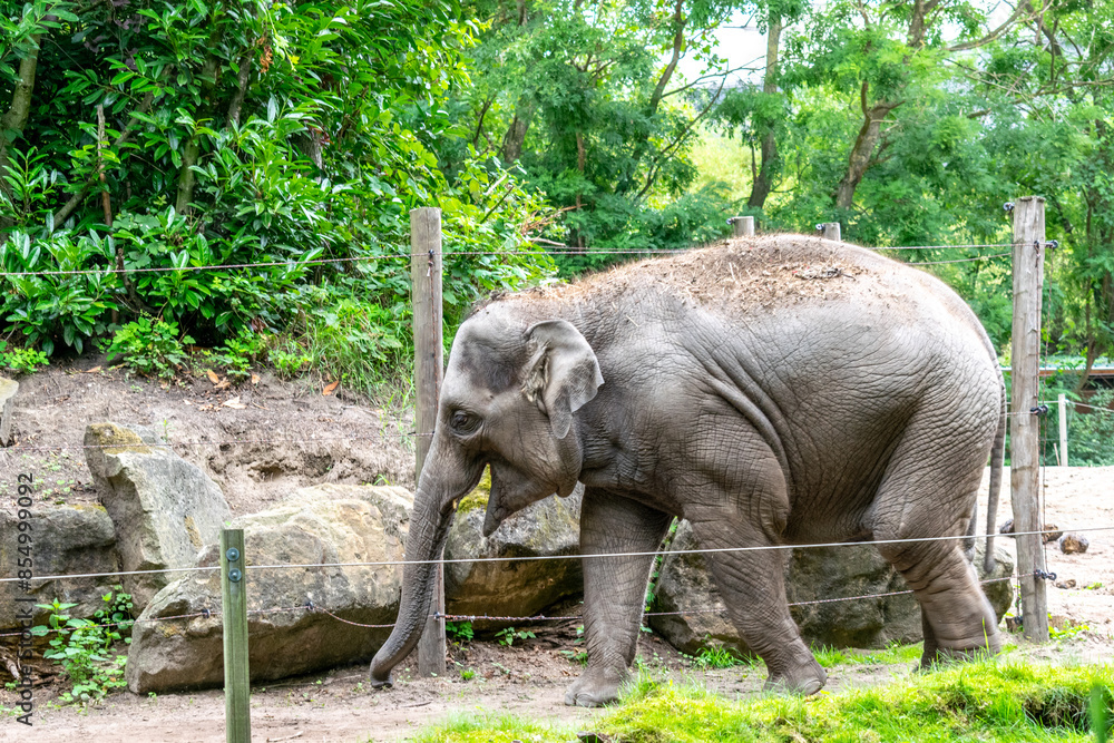 Fototapeta premium Majestic Indian Elephant with Calf at the Zoo
