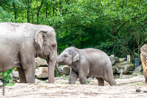 Majestic Indian Elephant with Calf at the Zoo