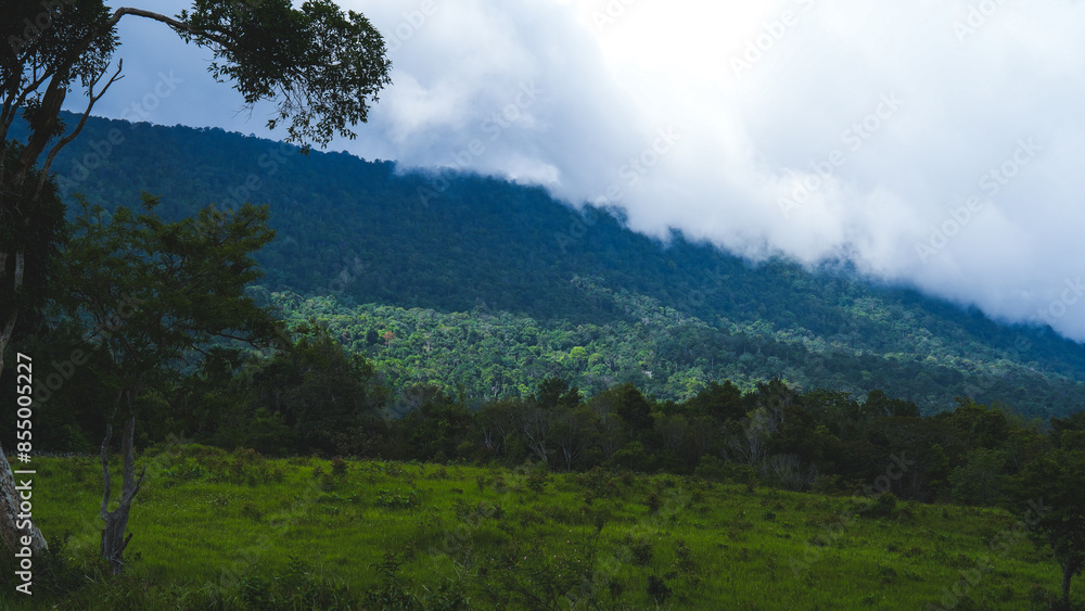Fototapeta premium Scenery, aerial view, canopy habitat view of rainforest tropical hill or rainforest mountain or jungle, concept of wilderness, mist, ecology, foliage, animals habitat, national park or protected area