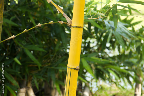 Yellow Bamboo plants that grow abundantly in the lowlands of Indonesia