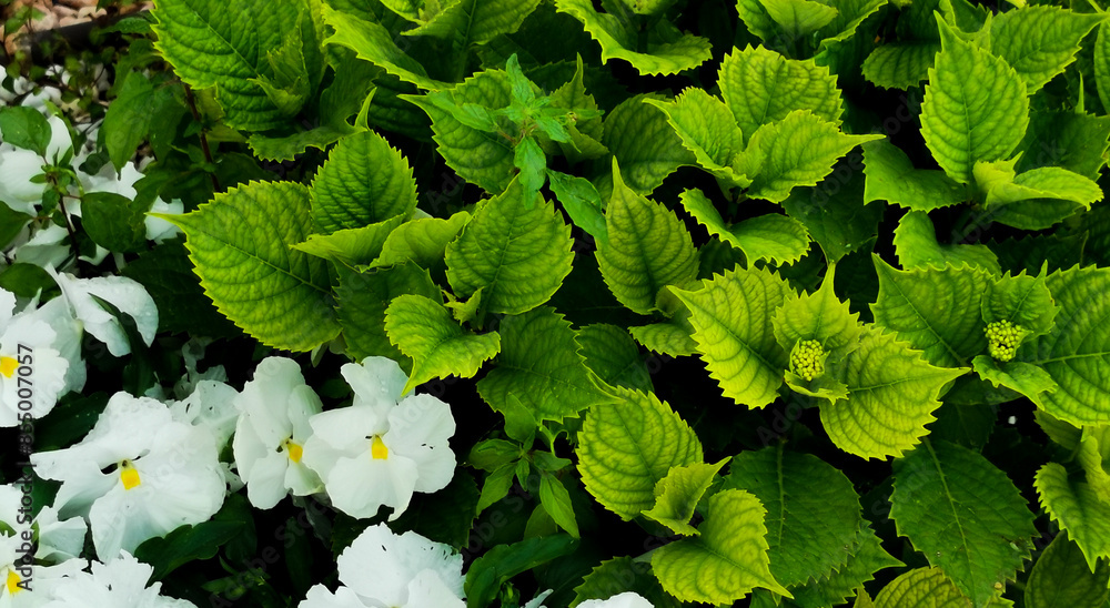 Ortensia Hydrangea macrophylla (Thunb.) Ser. e viola arcobaleno viola × wittrockiana gams fiori e foglie che si intrecciano Ortensia Hydrangea macrophylla (Thunb.) Ser. e viola arcobaleno viola × wittrockiana gams fiori e foglie che si intrecciano