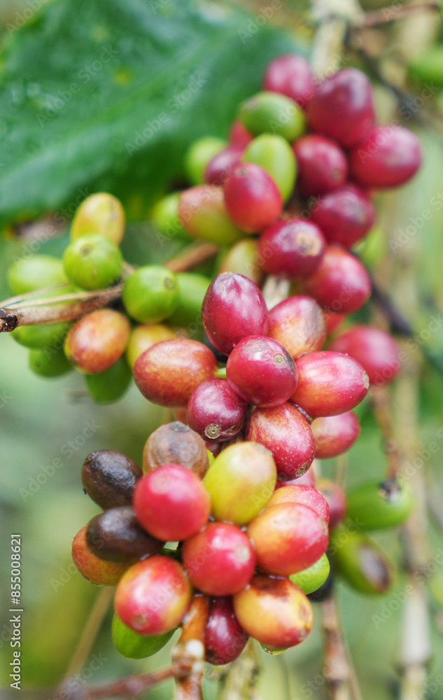 Coffee bean in the coffee tree, west Java, Indonesia. Coffee bean in the coffee tree, west Java, Indonesia.