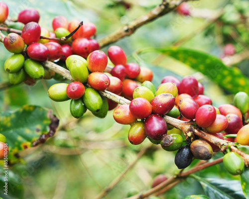 Coffee bean in the coffee tree