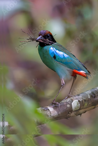 "Majestic Feathered Beauty: A Stunning Close-Up of a Vibrant Bird in Its Natural Habitat"