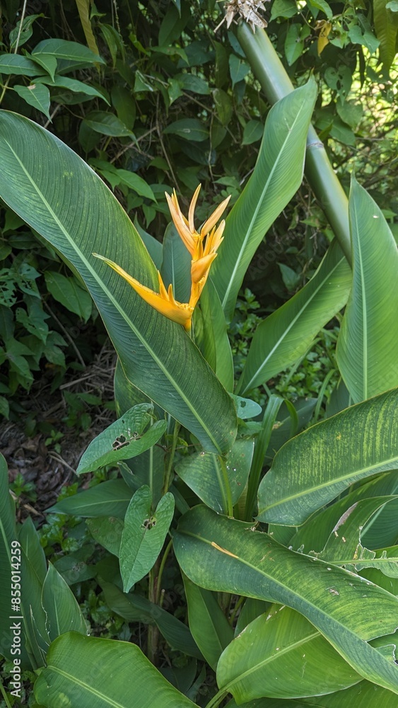 Obraz premium Exotic Flower in the wild