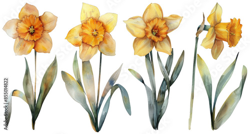 Hand-painted watercolor illustration of yellow daffodils in full bloom  perfect for spring-themed designs and nature-inspired art projects. cut out. PNG. transparent background. © sceneperfect
