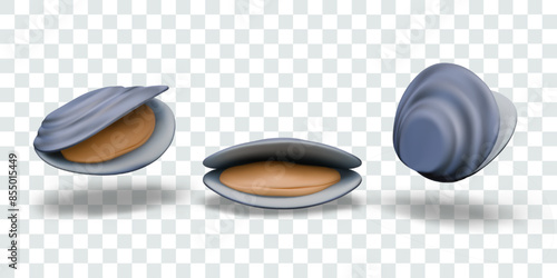 Realistic mussel in different positions. Ocean vector mollusk, oyster