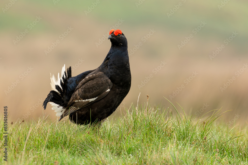 Black Grouse, Scientific name, Lyrurux tetrix. Close up of a male black grouse on managed grouse moorland in Swaledale, Yorkshire Dales, Taken from car window, long lens and beanbag. Horizontal. Black Grouse, Scientific name, Lyrurux tetrix. Close up of a male black grouse on managed grouse moorland in Swaledale, Yorkshire Dales, Taken from car window, long lens and beanbag. Horizontal.