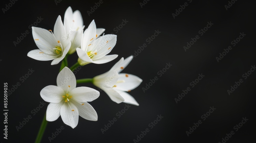 Fototapeta premium White flowers on a dark background, soft lighting and delicate petals. Nature and simplicity concept