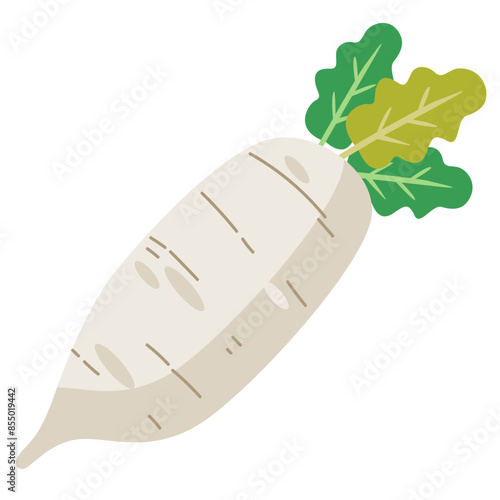 White daikon radish vegetable, flat design vector illustration, fresh white radishes cartoon icon, daikon radishes clipart image, sayuran lobak putih clip art, healthy vegetables