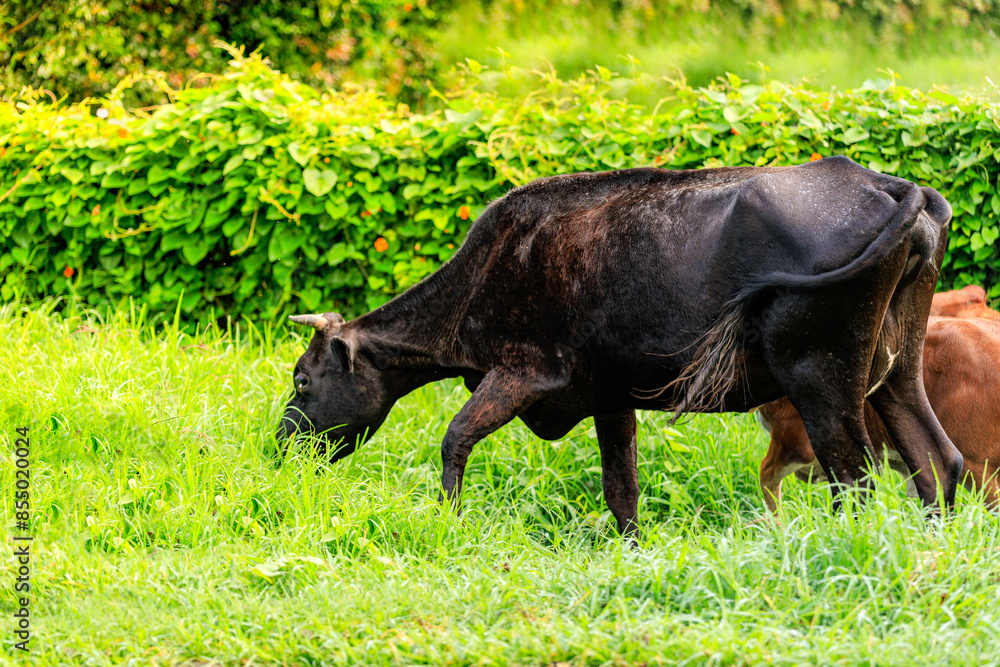 vaca pastando al aire libre con su cría vaca pastando al aire libre con su cría