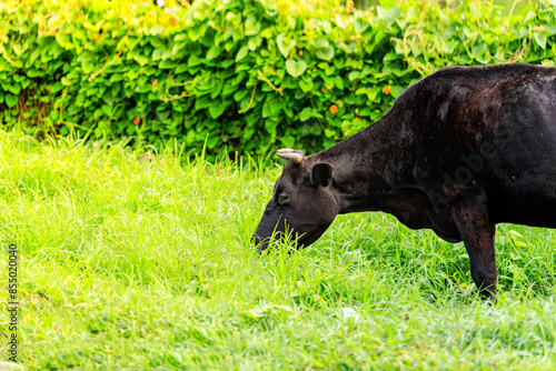 Vaca pastando al aire libre  photo