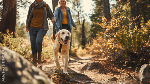 Active senior couple taking their energetic Labrador for an adventurous hike through forest trails. photo