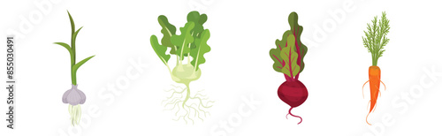 Root Vegetable Crop with Top Leaves Vector Set