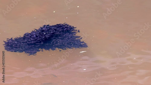 black tropical tadpole tight swimming mass in brown lake photo