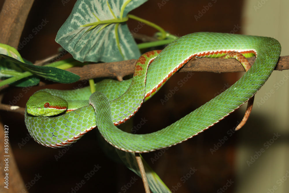 Fototapeta premium The pope green pit viper snake in forest