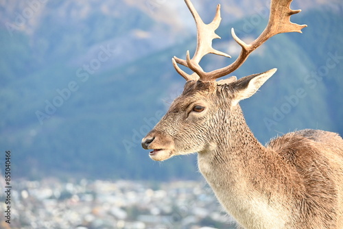 Deer Park Heights Queenstown in New Zealand
 photo