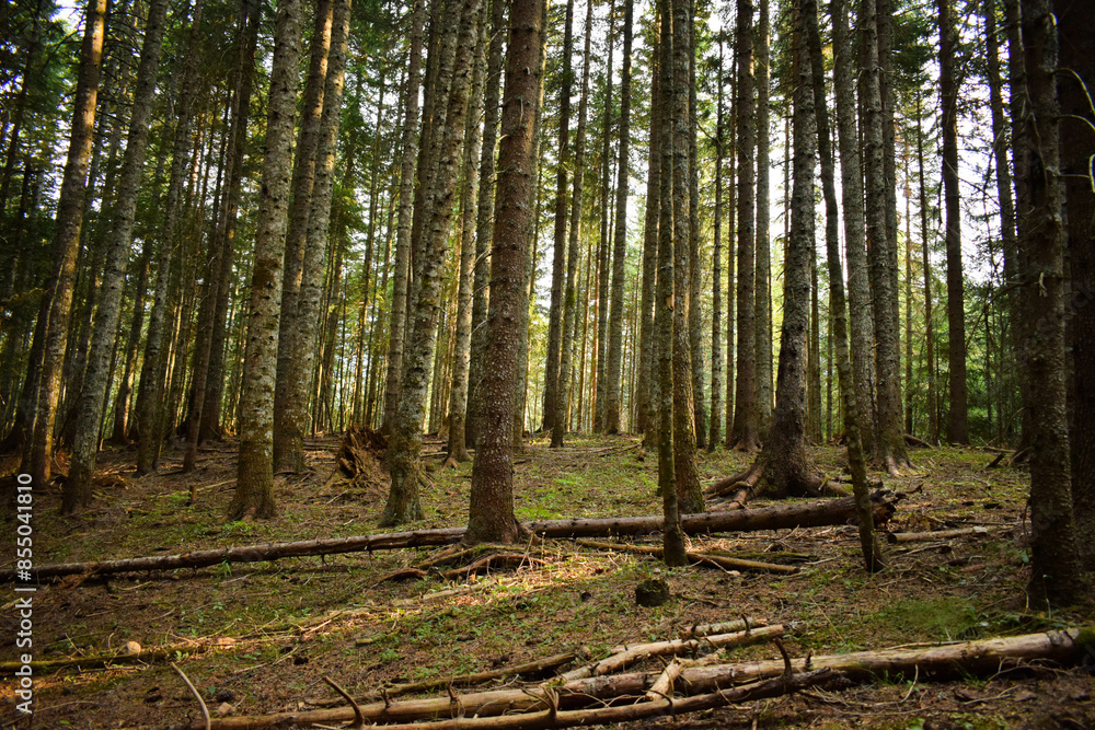 mystical forest with beautiful lights mystical forest with beautiful lights
