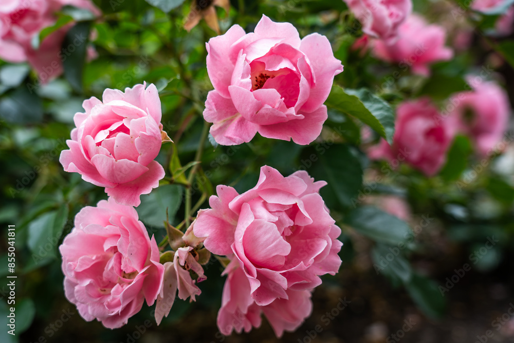 A bush of blooming pink roses with vibrant petals and lush green leaves in focus A bush of blooming pink roses with vibrant petals and lush green leaves in focus