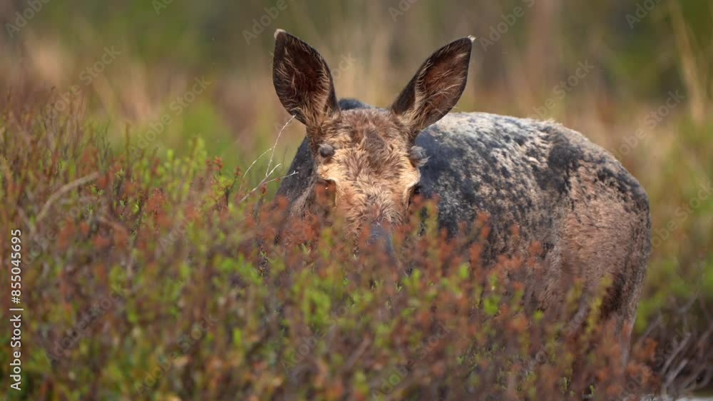 A young bull moose feeding along a shoreline and lifting its head and looking towards the camera. Shot at 60 frames per second. A young bull moose feeding along a shoreline and lifting its head and looking towards the camera. Shot at 60 frames per second.