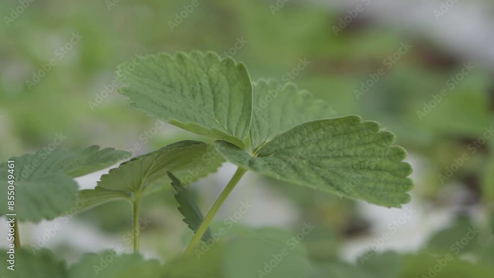 Strawberry leaves moving gently with the wind passing by. Strawberry leaves moving gently with the wind passing by.