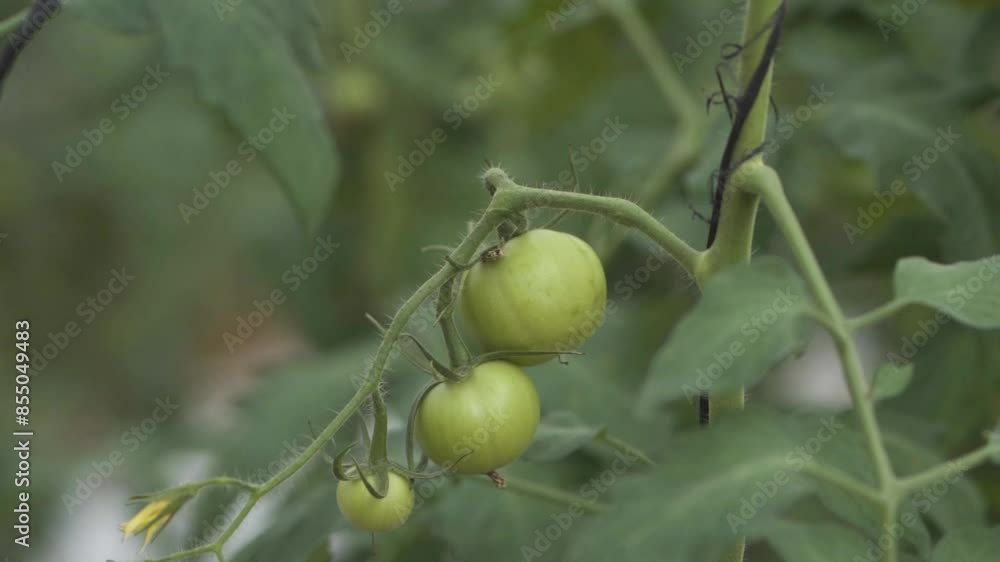 Close Up Shot Green Tomatoes Growing on a Vine in a Lush Garden, in Early Stages of Growth Close Up Shot Green Tomatoes Growing on a Vine in a Lush Garden, in Early Stages of Growth