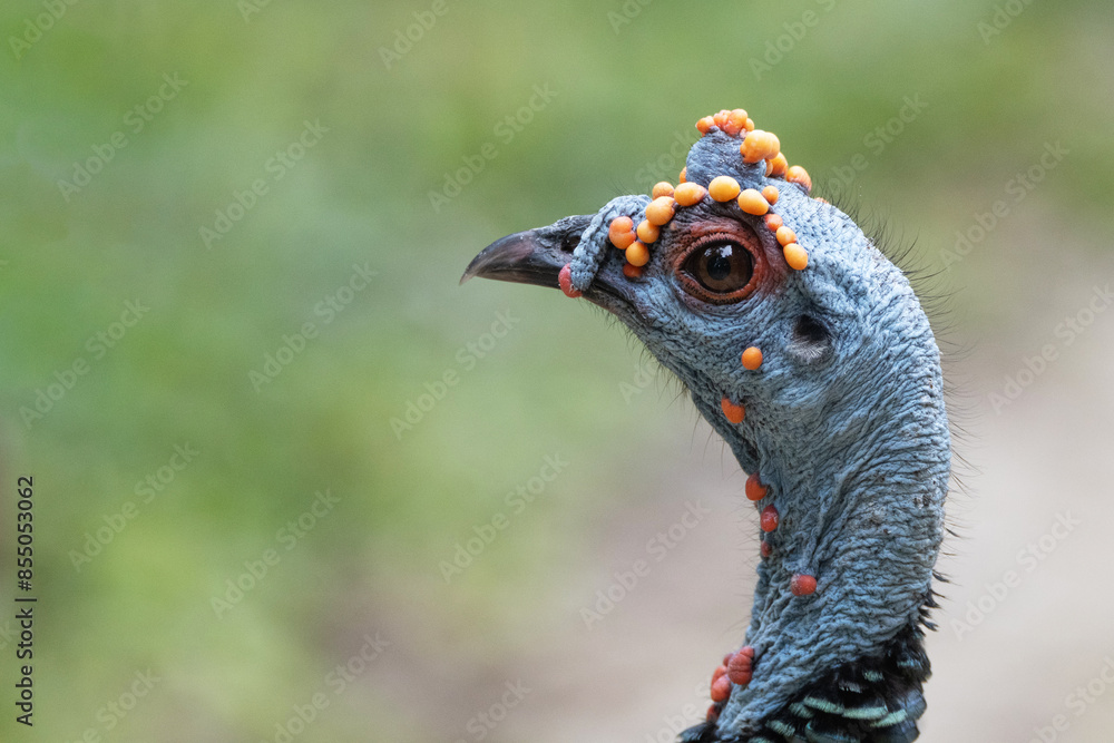 close-up ocellated turkey (Meleagris ocellata) close-up ocellated turkey (Meleagris ocellata)