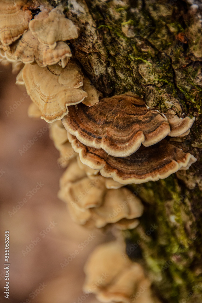 Close-up of bracket fungi growing on a tree trunk. Close-up of bracket fungi growing on a tree trunk.