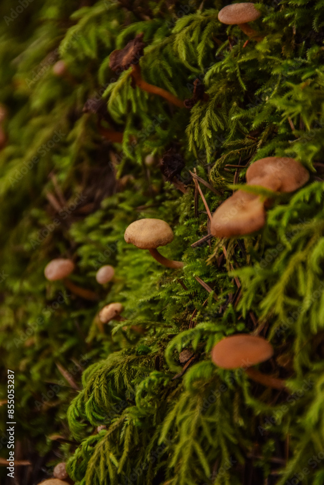 Close-up of mushrooms growing on moss-covered surface in the forest. Close-up of mushrooms growing on moss-covered surface in the forest.