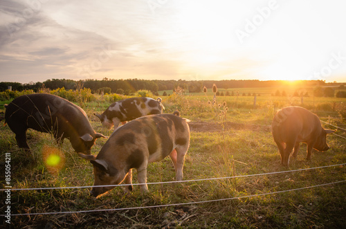 Berkshire pigs grazing in a field at sunset photo