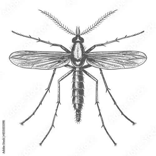 Detailed Mosquito Illustration, Vintage Style, Black and White.
