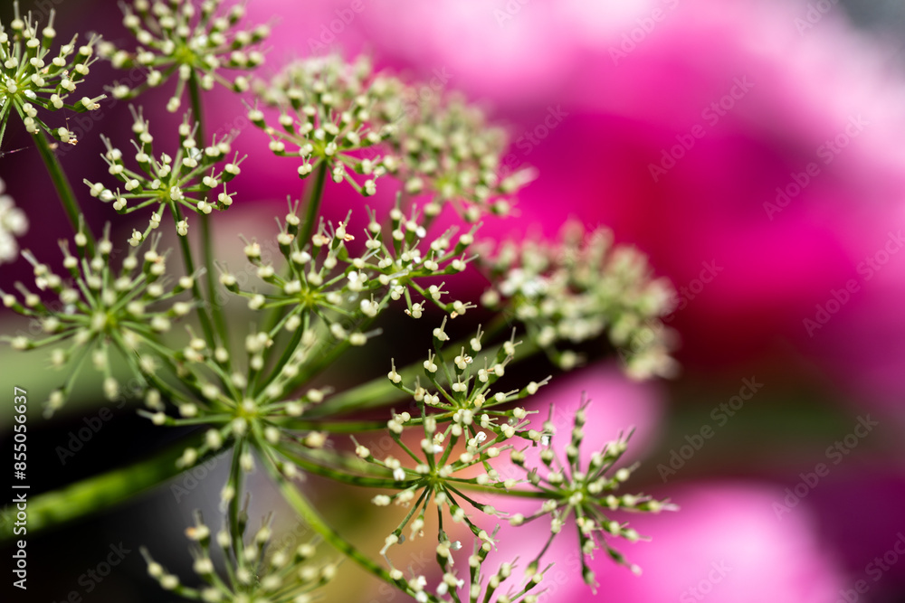 Fototapeta premium close up of small white and green blossoms with pink flowers in the background