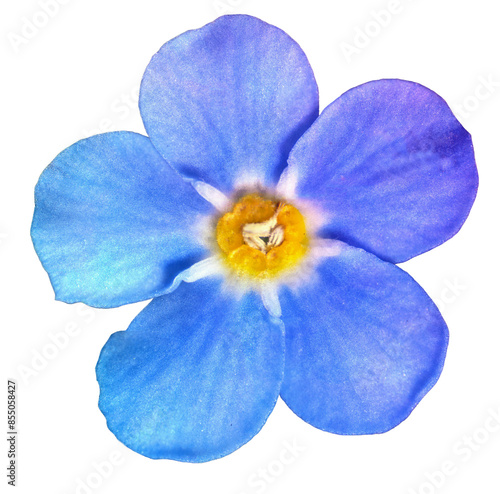 myosotis flower in transparent background high quality PNG 