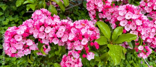 Kalmia latifolia or Mountain Laurel