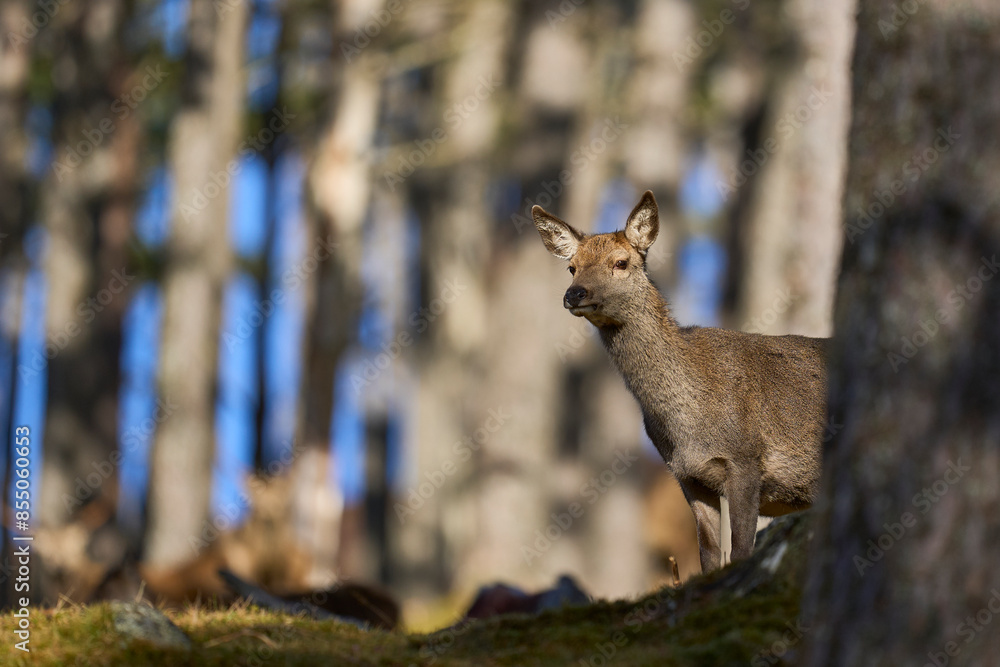 Red Deer hind (Cervus elaphus) standing amongst trees in a pine woodland in the highlands of Scotland, United Kingdom. Red Deer hind (Cervus elaphus) standing amongst trees in a pine woodland in the highlands of Scotland, United Kingdom.