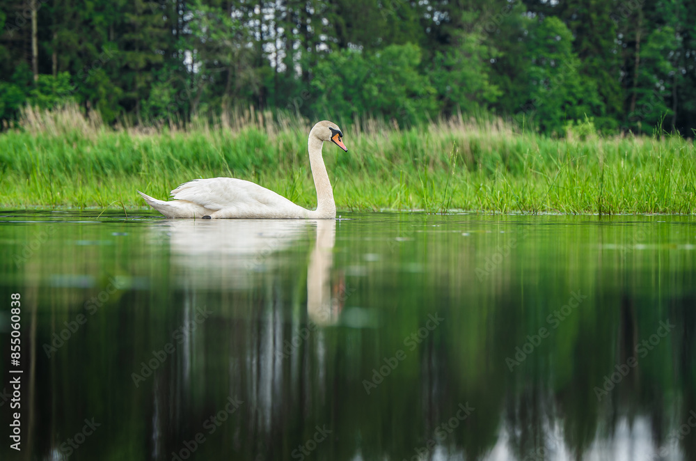 Fototapeta premium The floating mute swan with reflection on a water level