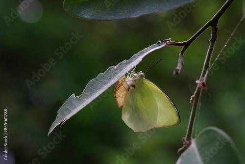 Butterflies found in the natural forest. photo