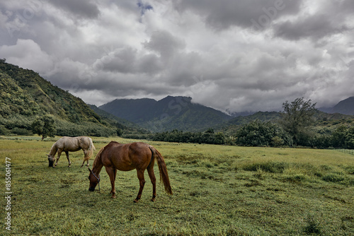 Horses in a pasture on the roadside in Kauai, Hawaii
