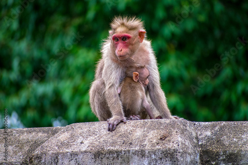 Monkey World in Courtallam, Tamil Nadu, India