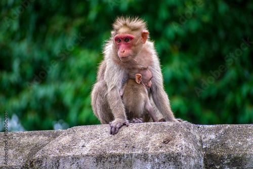 Monkey World in Courtallam, Tamil Nadu, India photo