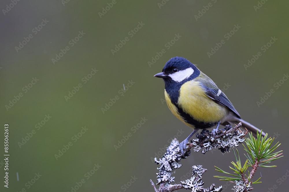Obraz premium Great Tit (Parus major) perched on a branch in the highlands of Scotland 