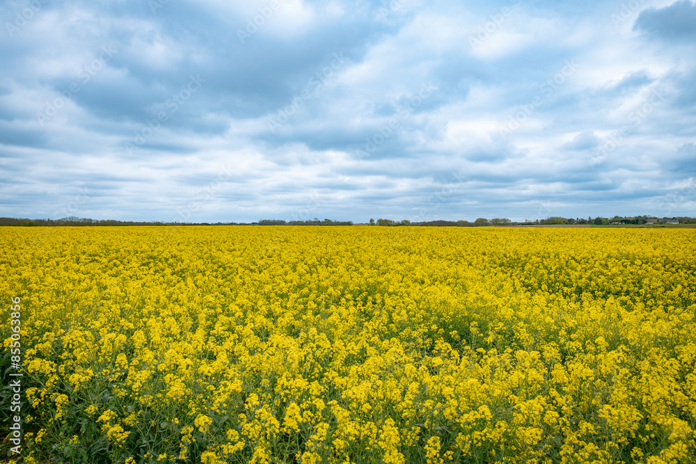 yellow rapeseed field plants with cloud in the sky yellow rapeseed field plants with cloud in the sky