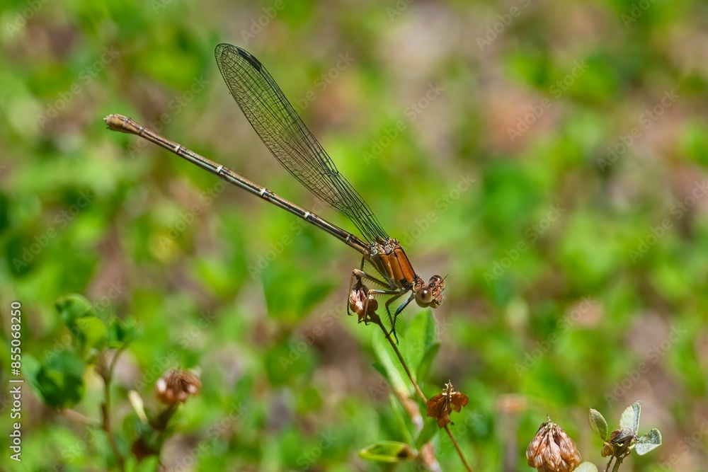 Close-up of a Blue-Fronted Dancer perched on a plant with a blurred green background Close-up of a Blue-Fronted Dancer perched on a plant with a blurred green background