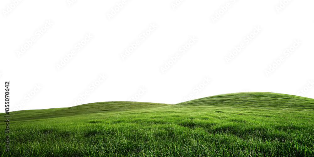 Obraz premium green grass field isolated on white background